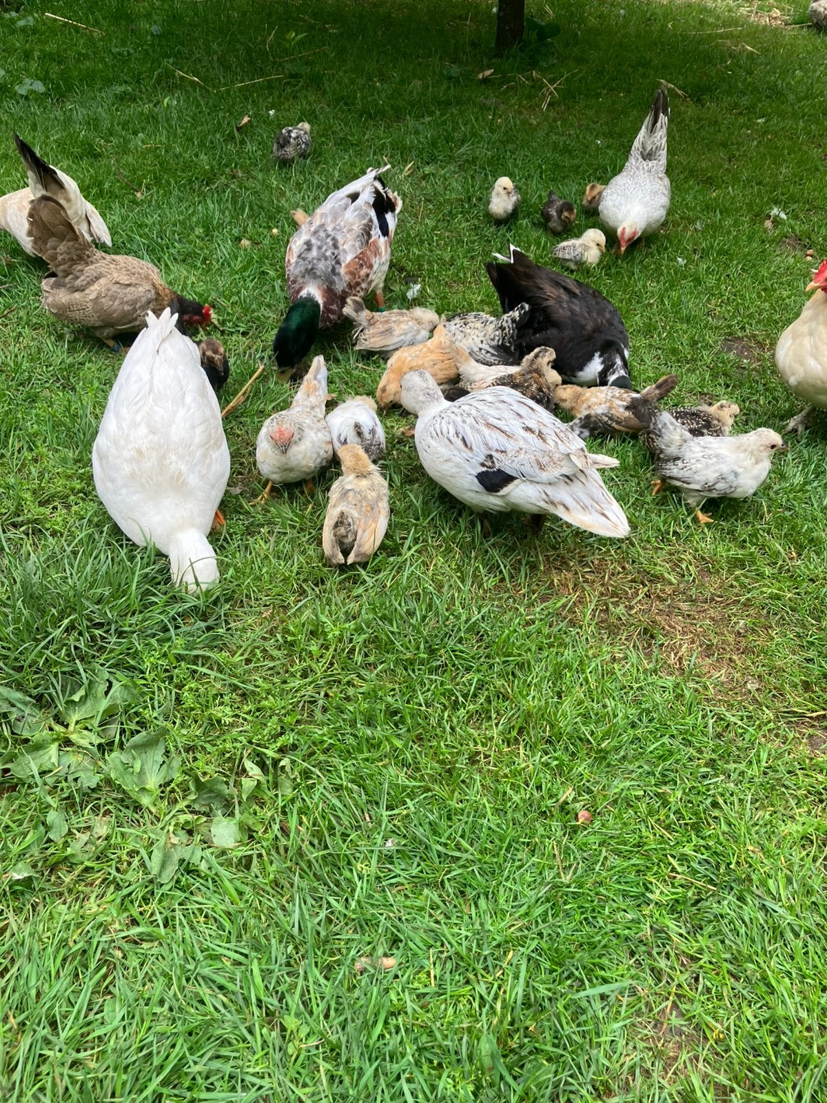Volwassen serame hennen , jonge kuikens te koop, Dieren en Toebehoren, Vrouwelijk, Kip