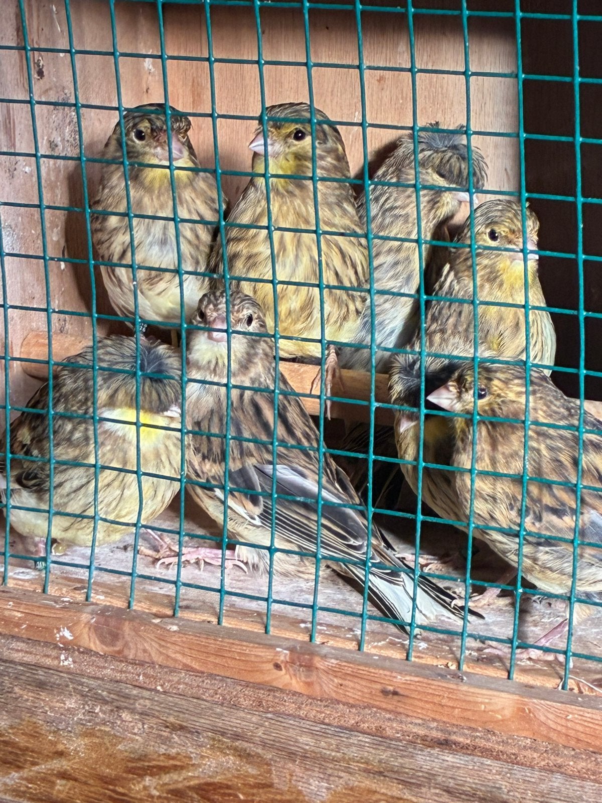 Jonge glosters  kanaries, Dieren en Toebehoren, Meerdere dieren, Geringd