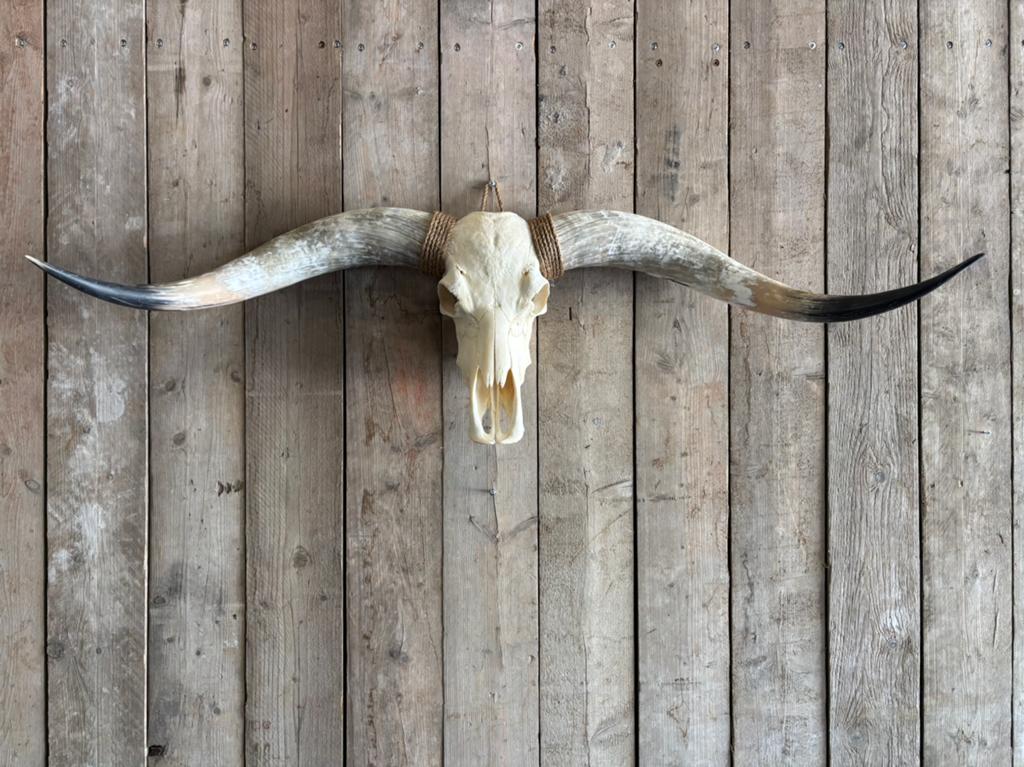 Mooie forse Longhorn schedel!, Ophalen, Nieuw, Overige soorten, Schedel
