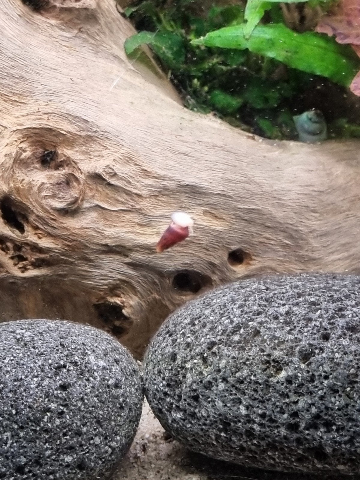 Sulawesi slakjes, Dieren en Toebehoren, Vis