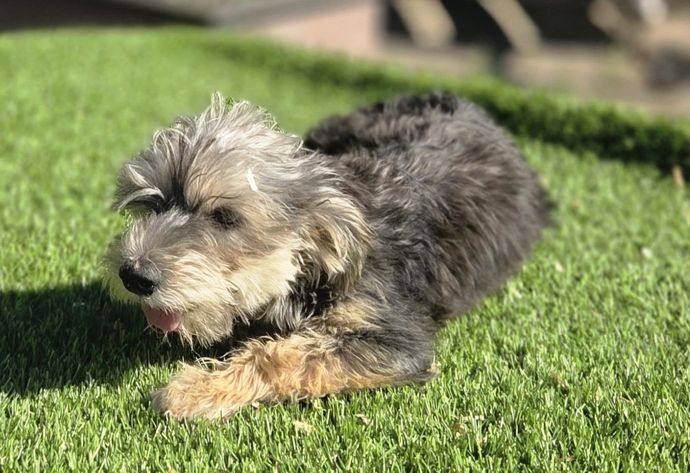 Te koop leuke grappige Boomer, Dieren en Toebehoren, Parvo, Nederland, 15 weken tot 1 jaar, Teef