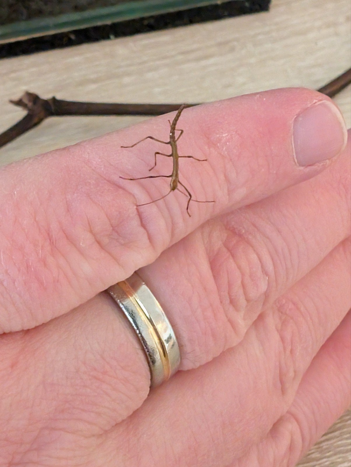Gratis wandelende takken, Dieren en Toebehoren