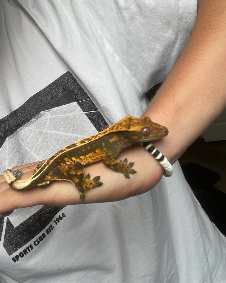 Wimpergekko/crested gecko alleen met vivarium te koop, Dieren en Toebehoren, Hagedis, Met terrarium, 3 tot 6 jaar