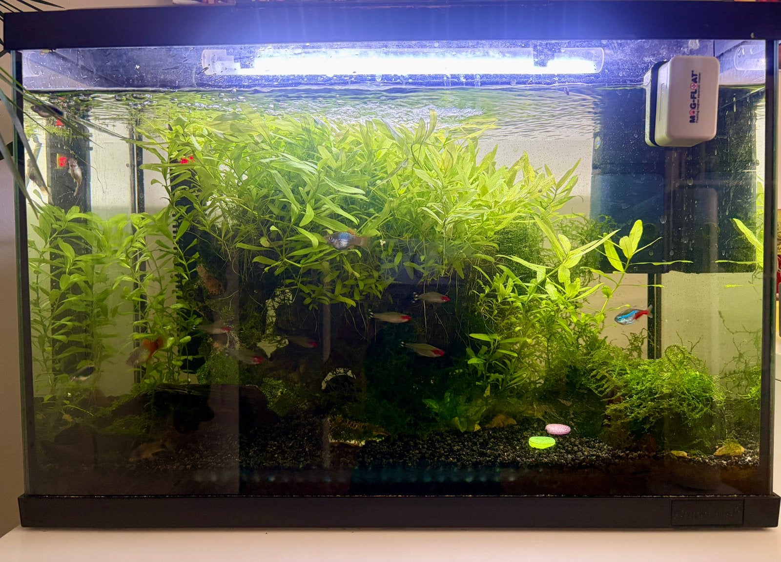 Aquarium 60L compleet met vissen en planten, Ophalen, Zo goed als nieuw, Gevuld zoetwateraquarium