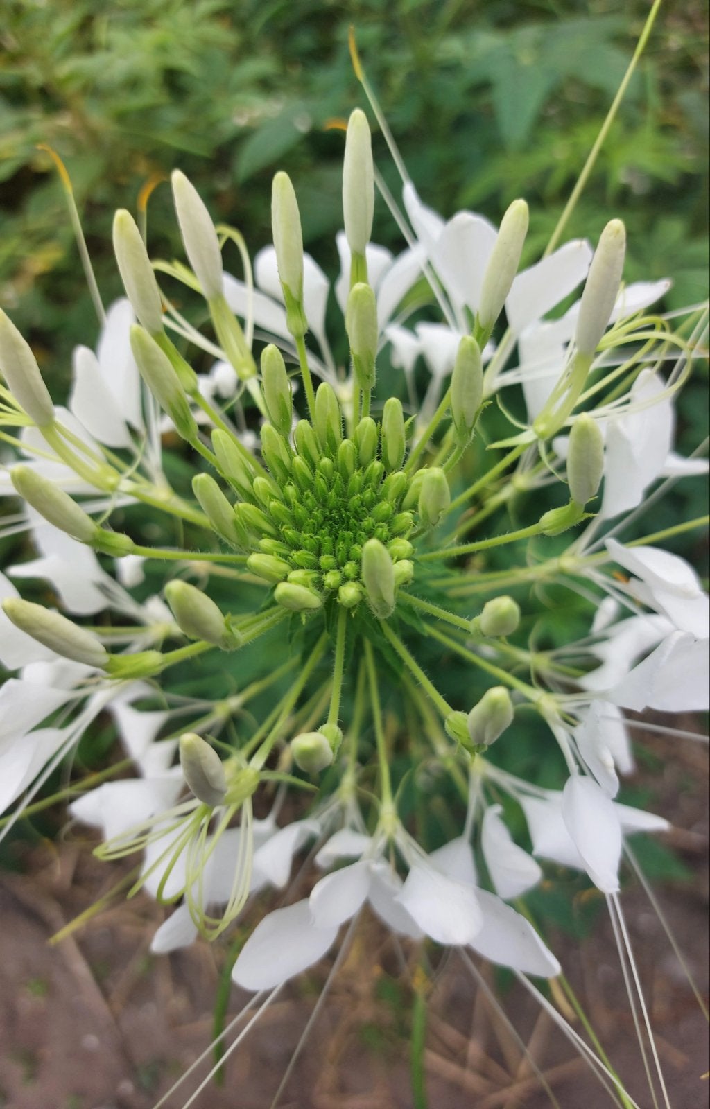 Cleome/Kattensnor Witte Zaden - Ongeveer 20 zaden, Ophalen of Verzenden, Voorjaar, Volle zon, Zaad
