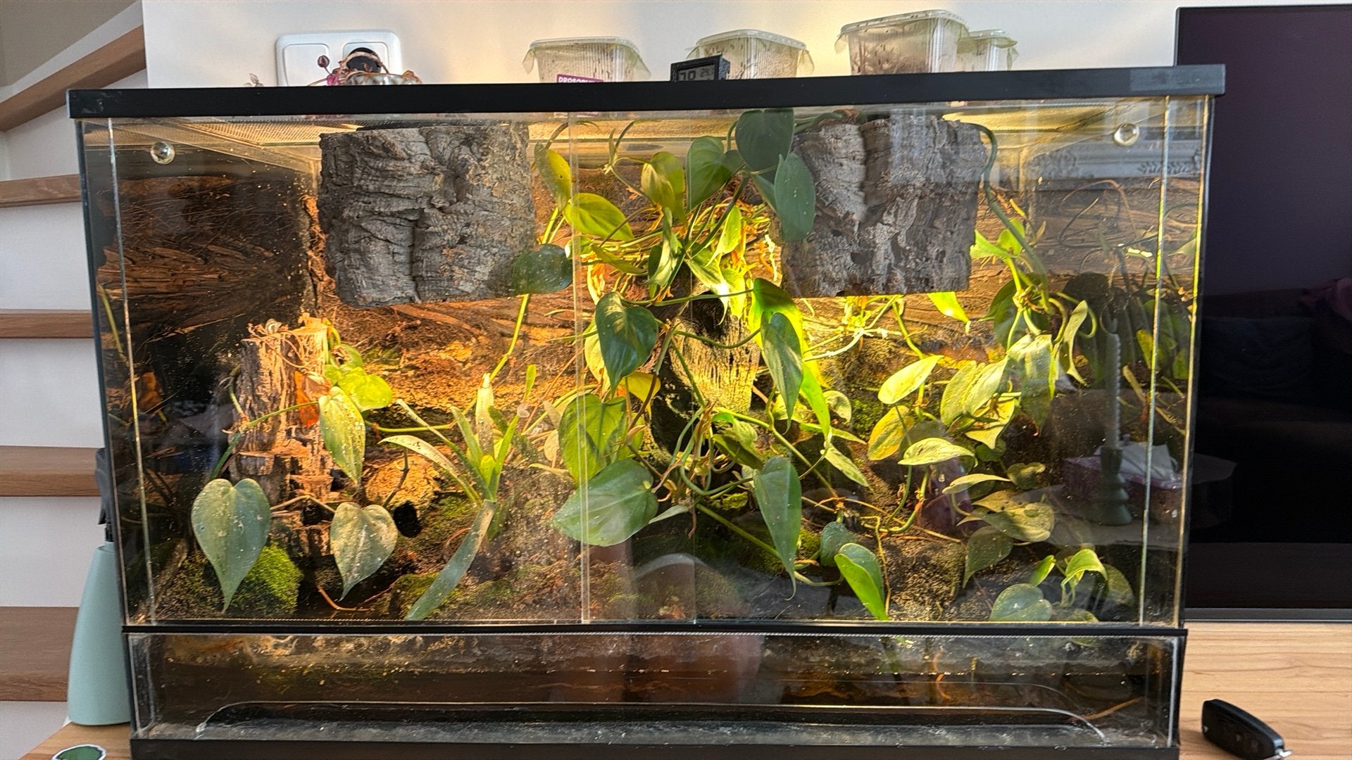 Paludarium met triocollor gif kikker en rouwgekko, Dieren en Toebehoren, Amfibie, Met terrarium, 3 tot 6 jaar