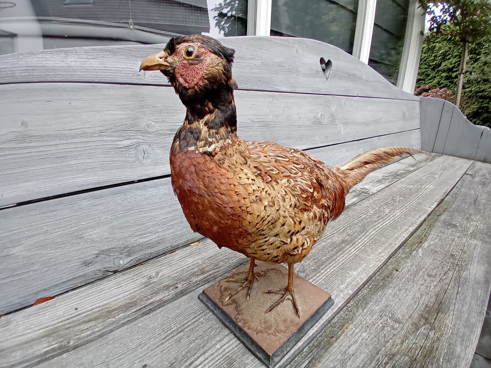 Opgezette fazant taxidermie, Verzamelen, Dierenverzamelingen, Ophalen, Zo goed als nieuw, Vogel, Opgezet dier