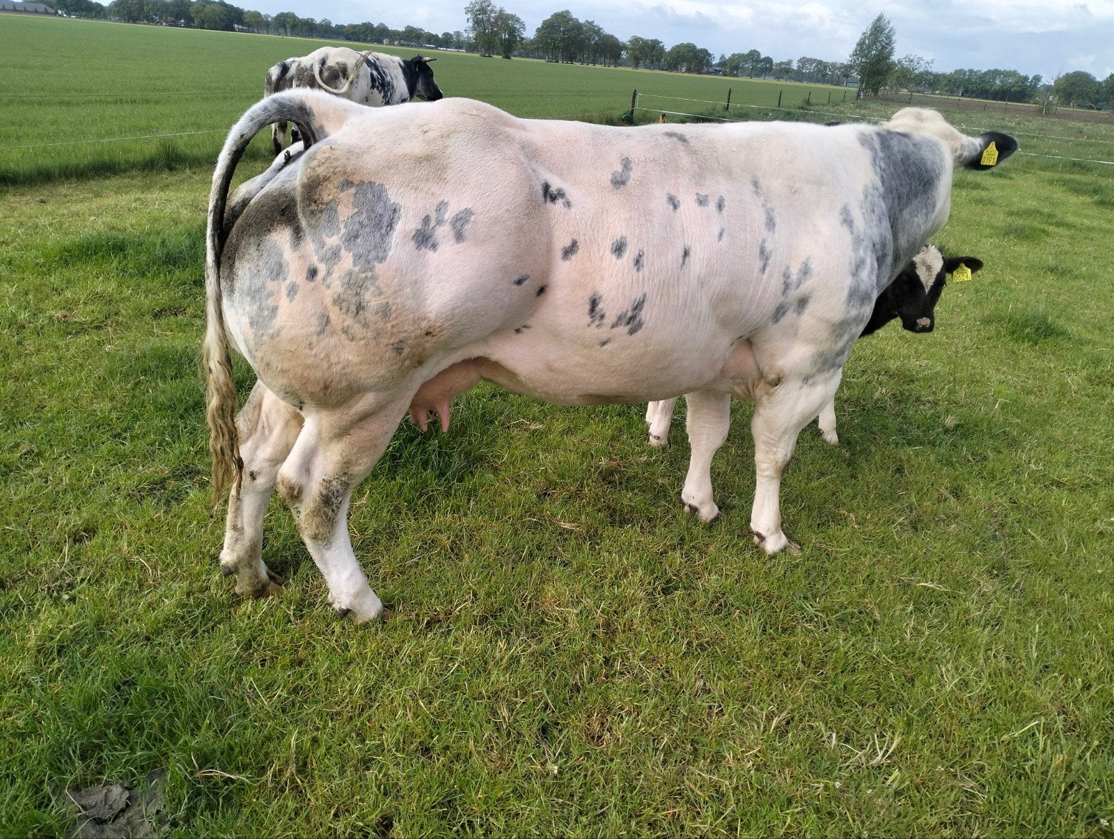 TE KOOP BB SUPER DIKBIL SPAN MET STIERKALF.tel 0610315949, Dieren en Toebehoren, Runderen, Meerdere dieren