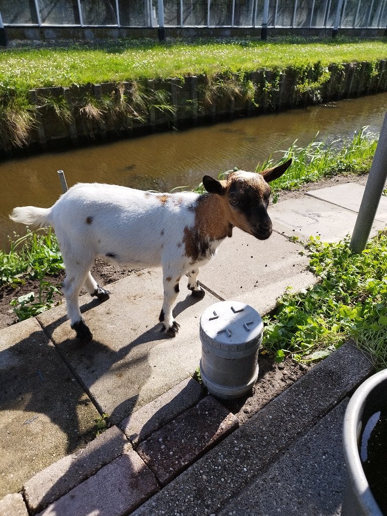 dwerggeit/bok, Dieren en Toebehoren, Schapen, Geiten en Varkens, Mannelijk, Geit, 0 tot 2 jaar