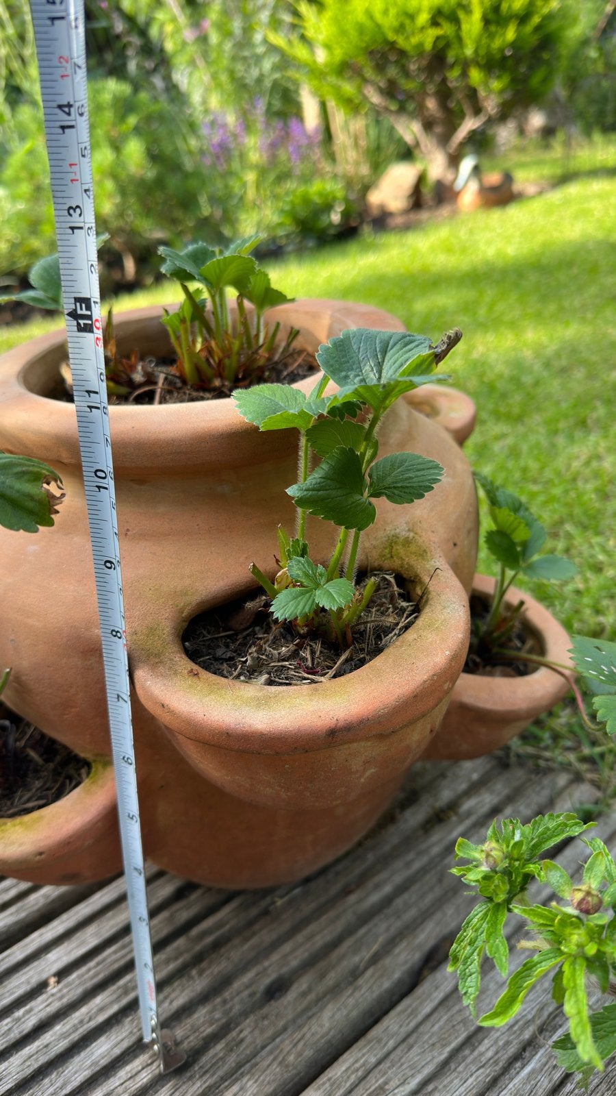 Terracotta Aardbeienpot - Gebruikt, inclusief aardbeien, Gebruikt, Rond, Binnen, Minder dan 40 cm