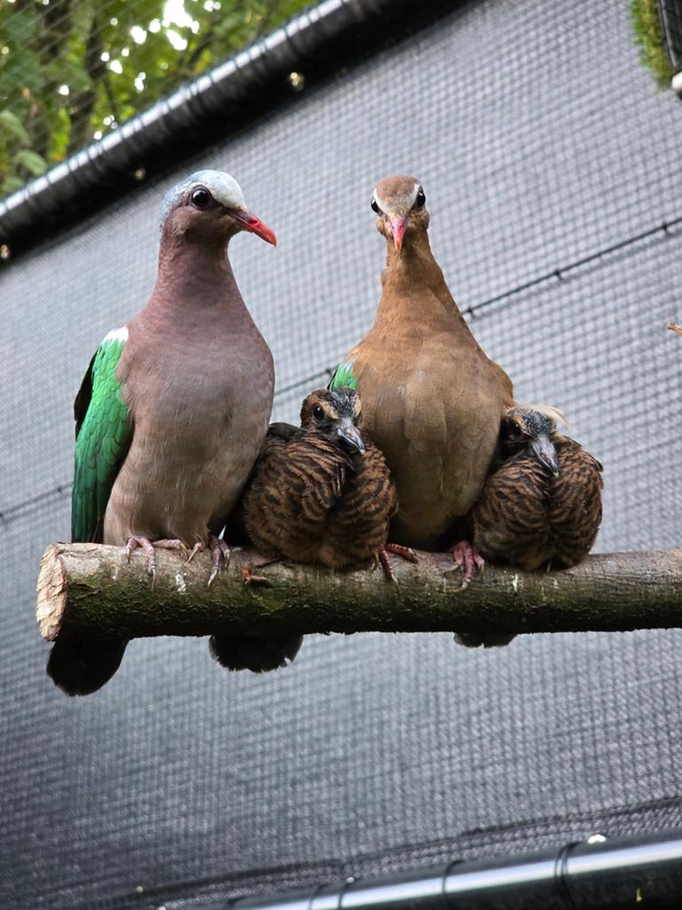 Groenvleugelduifjes ek 2026, Dieren en Toebehoren, Vogels | Overige Vogels, Meerdere dieren