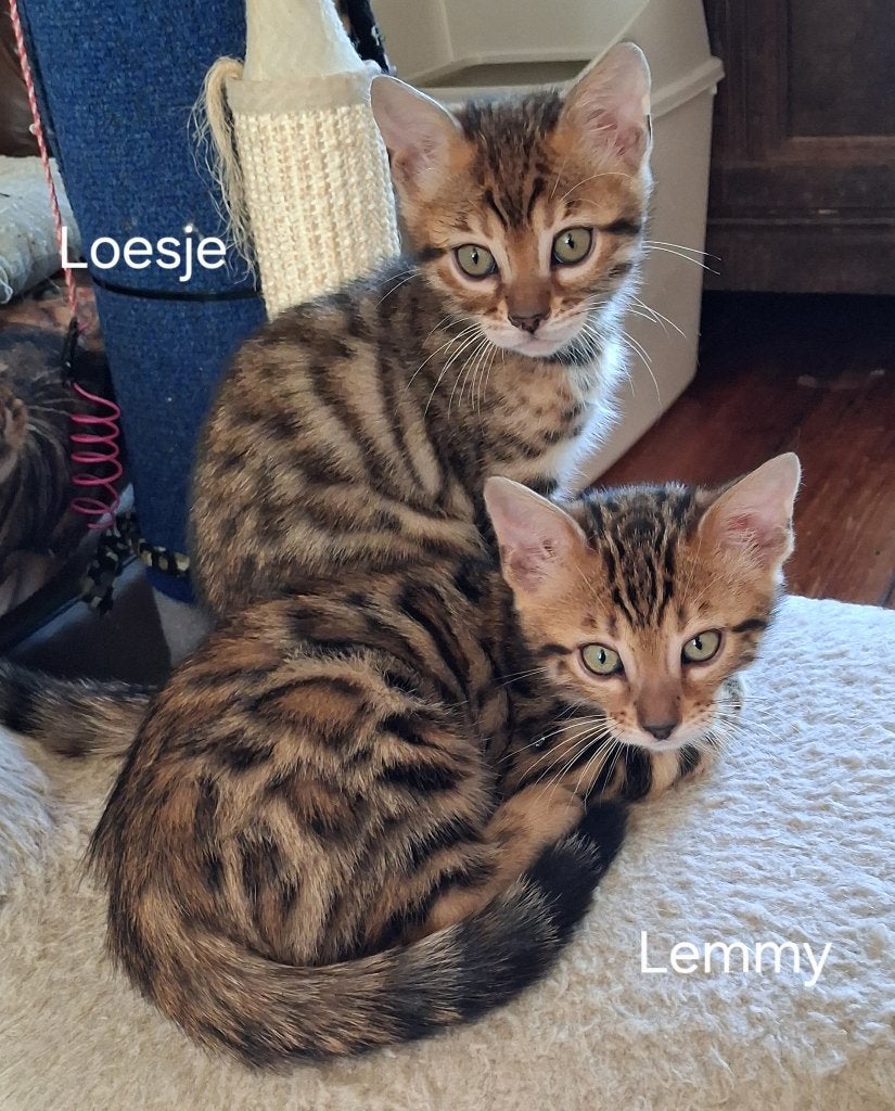 Bengaal/Bengaalse kitten, poesje met stamboom, Poes, Met stamboom, 0 tot 2 jaar