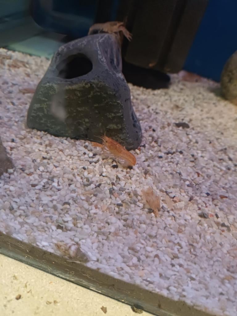 Cpo kreeftjes, Dieren en Toebehoren, Vis