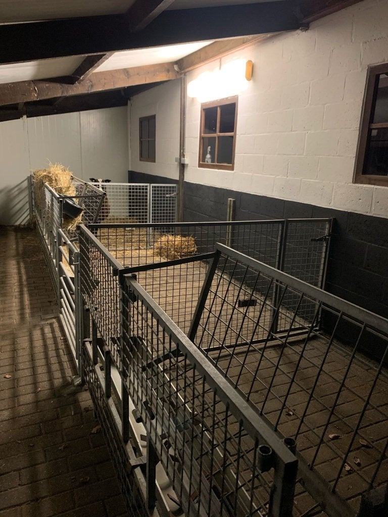 Stalinrichting schapen, Dieren en Toebehoren, Geslacht onbekend, Schaap
