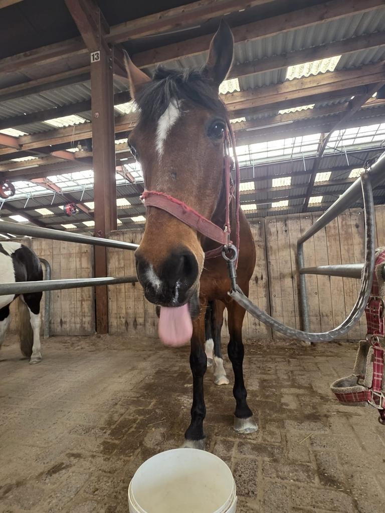 Ik ben opzoek naar een verzorg paardje/ grote pony, Ophalen of Verzenden, Nieuw