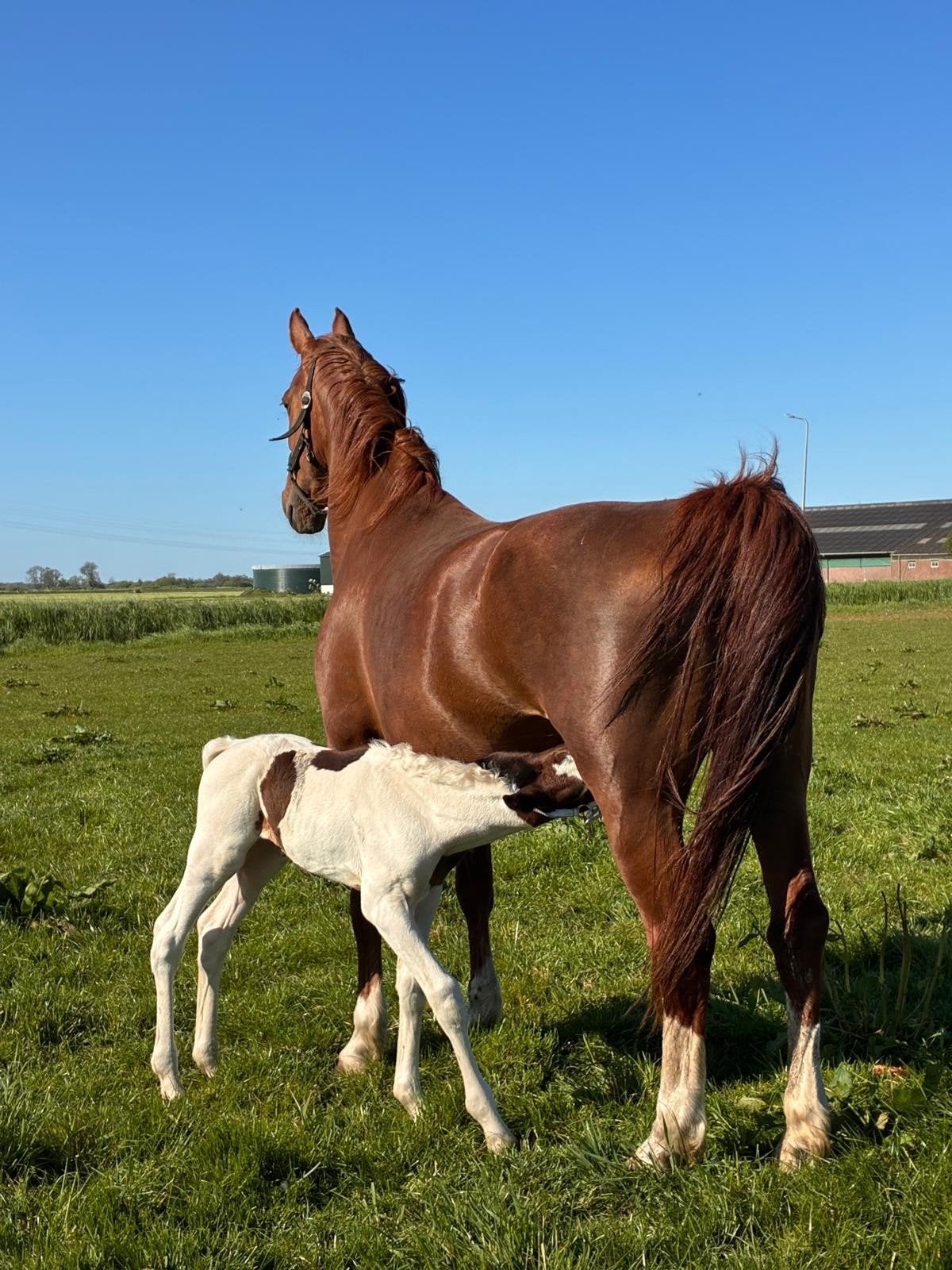 Prachtig mooie Merrie met bont veulen! Unieke combinatie, Dieren en Toebehoren, Merrie, 0 tot 2 jaar