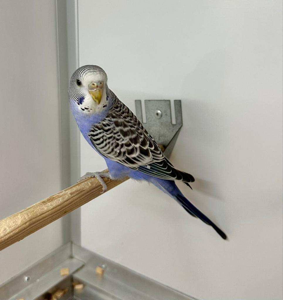 Te koop en te koop gevraagd veel soorten vogels, Meerdere dieren, Parkiet