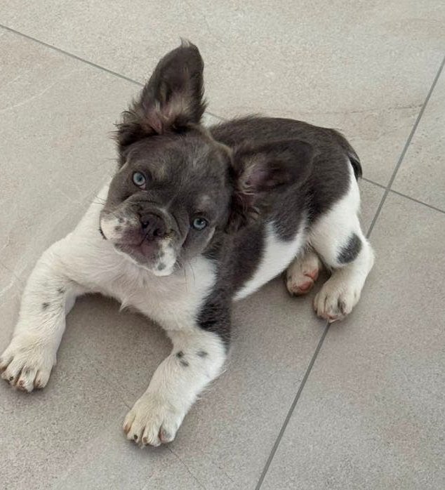 Prachtig Lilac Pied Fluffy Franse Bulldog reutje, Dieren en Toebehoren, België, Particulier, Reu, 8 tot 15 weken