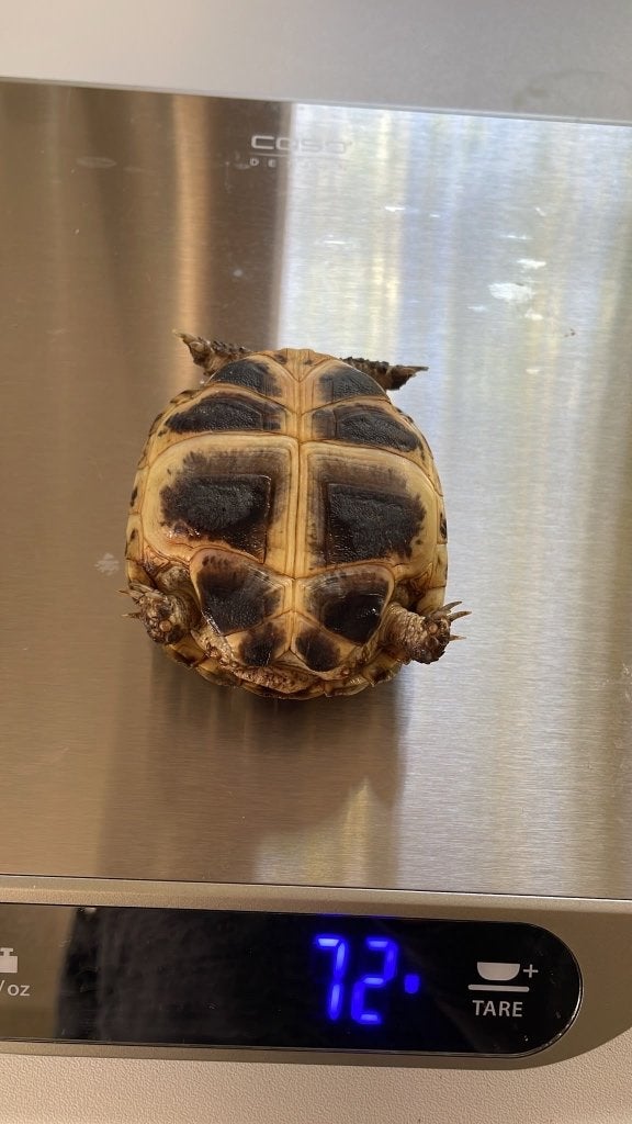 Vierteenlandschildpadden nakweek 2023 (4 vrouw, 1 man) Tortoise photo 6