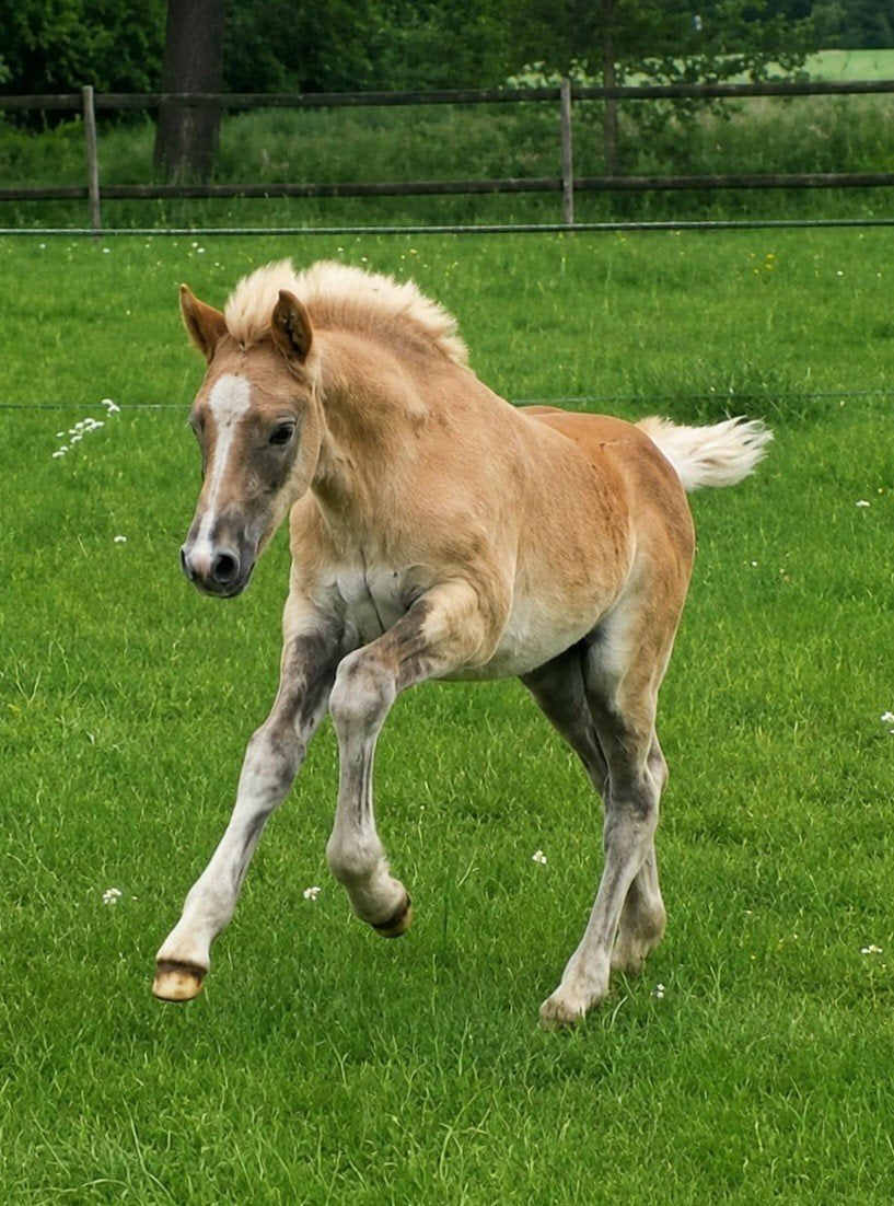 Te koop: groot haflinger hengstveulen, Dieren en Toebehoren, Pony's, Hengst, Niet van toepassing, E pony (1.48m - 1.57m), 0 tot 2 jaar
