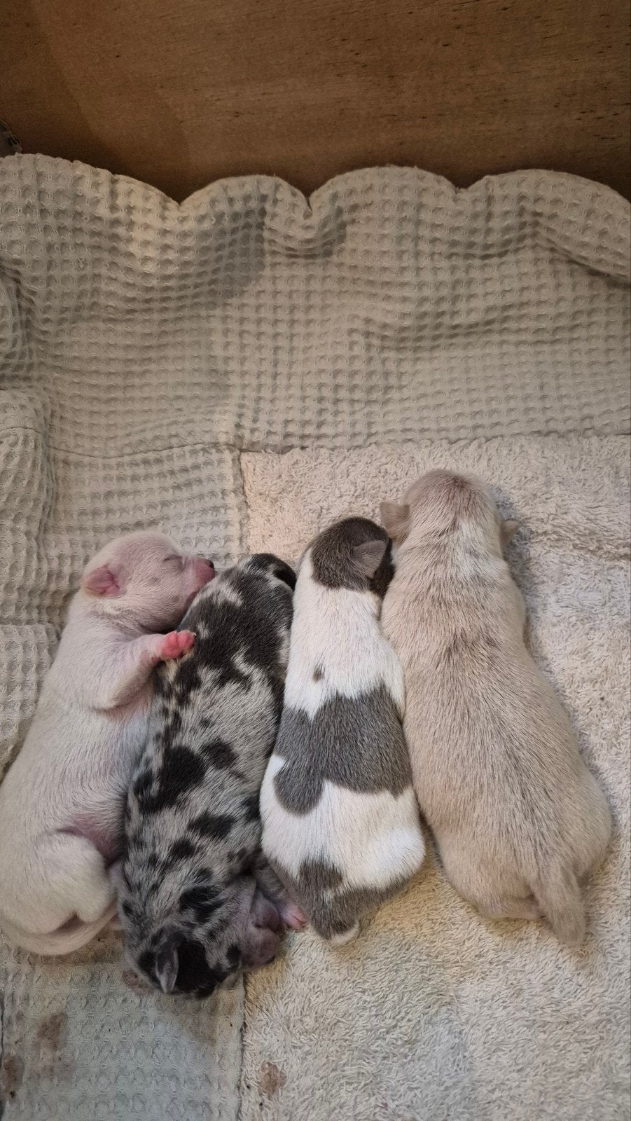 Hele unieke raszuivere chihuahua puppy's, 8 tot 15 weken, Meerdere, Meerdere dieren, Nederland