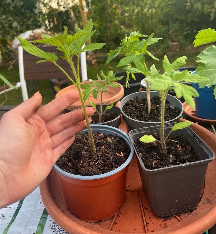 Cherry Tomaten plantjes - cherry Tomato seedlings, Ophalen, Eenjarig, Groenteplanten, Volle zon