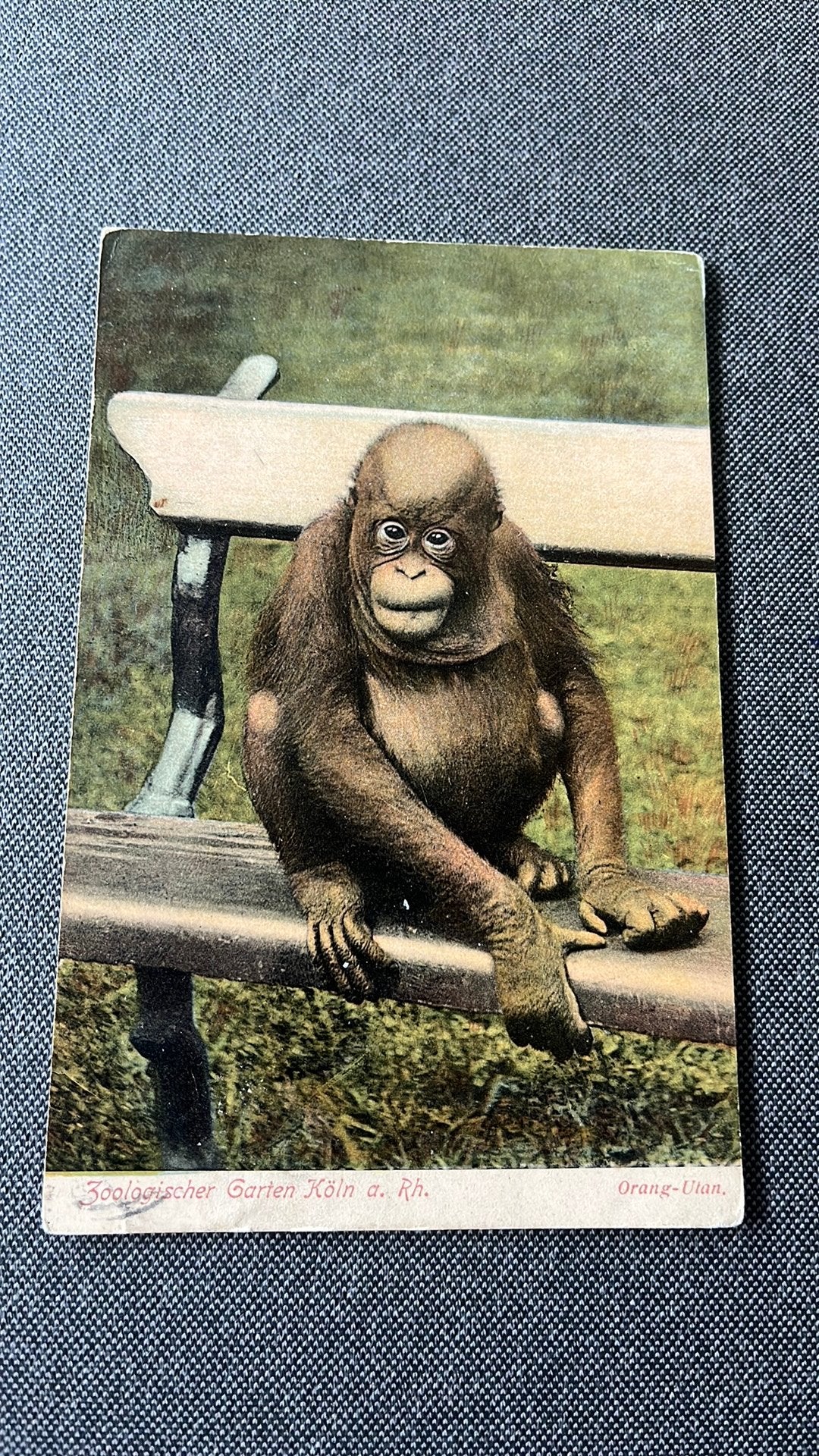 Oerang oetang zoo köln, Ophalen of Verzenden, Voor 1920, Wild dier