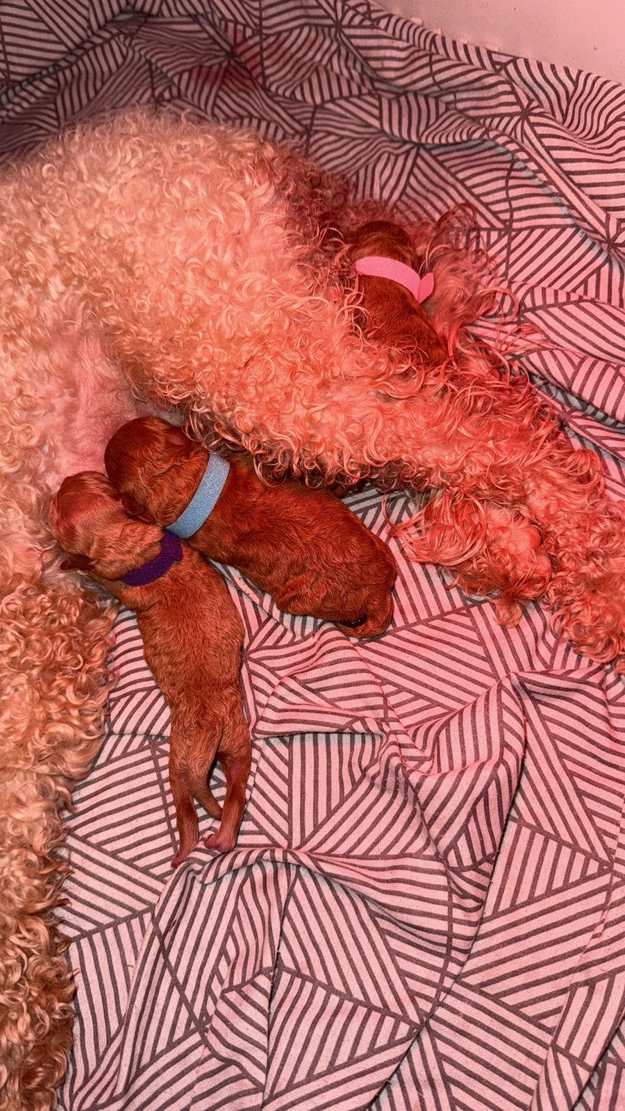 Prachtige toy/dwergpoedel pups, Poedel, Parvo, 8 tot 15 weken, Meerdere