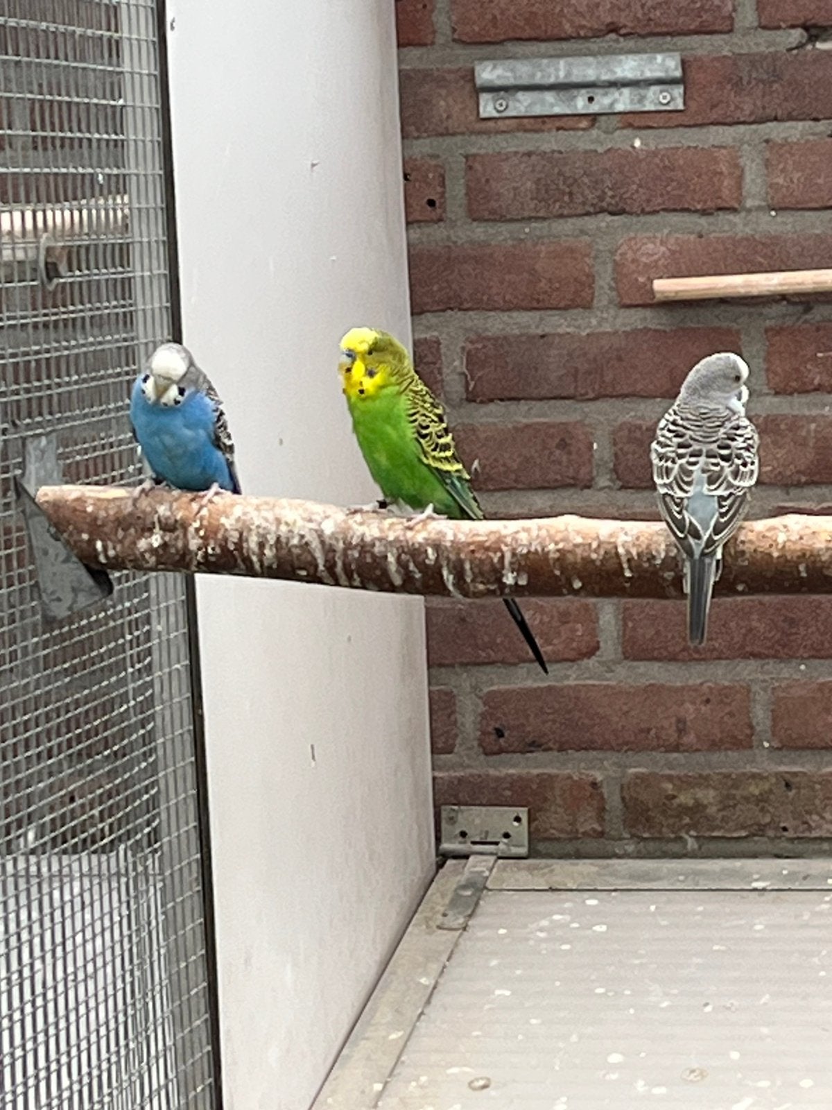 Black wings  split blackface parkieten, Dieren en Toebehoren, Vogels | Parkieten en Papegaaien, Meerdere dieren, Parkiet