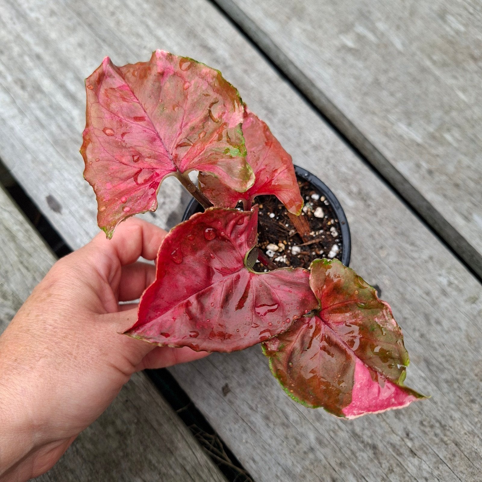 Syngonium Strawberry Ice galaxy plantje, Ophalen of Verzenden, Nieuw
