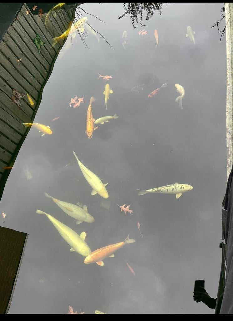 Koi vijver terovername, Dieren en Toebehoren, Vissen | Vijvervissen, Karper of Koi