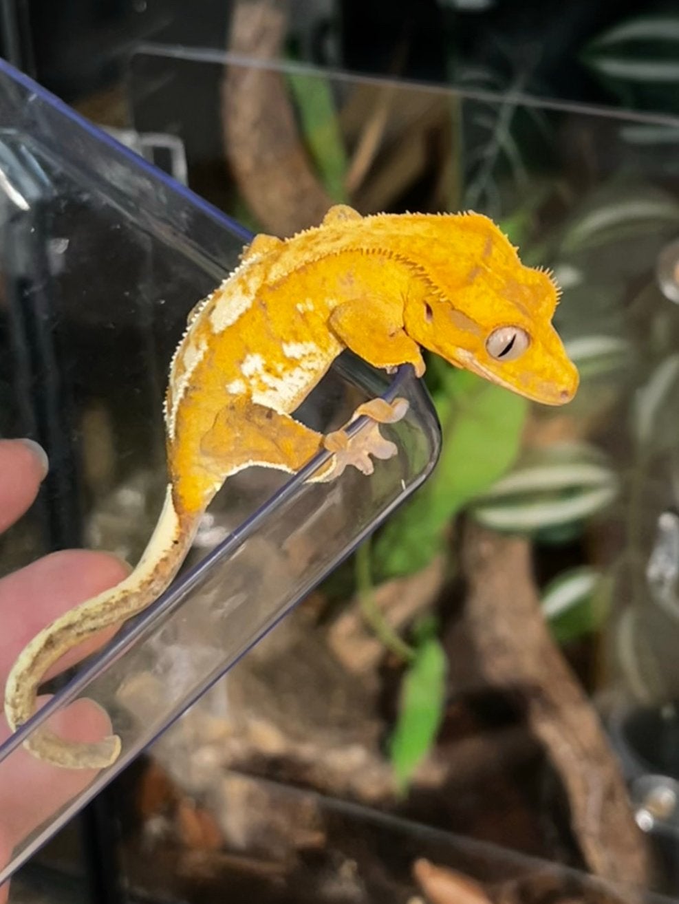 Aparte wimpergekko baby man 1.0, Overige soorten, 0 tot 2 jaar