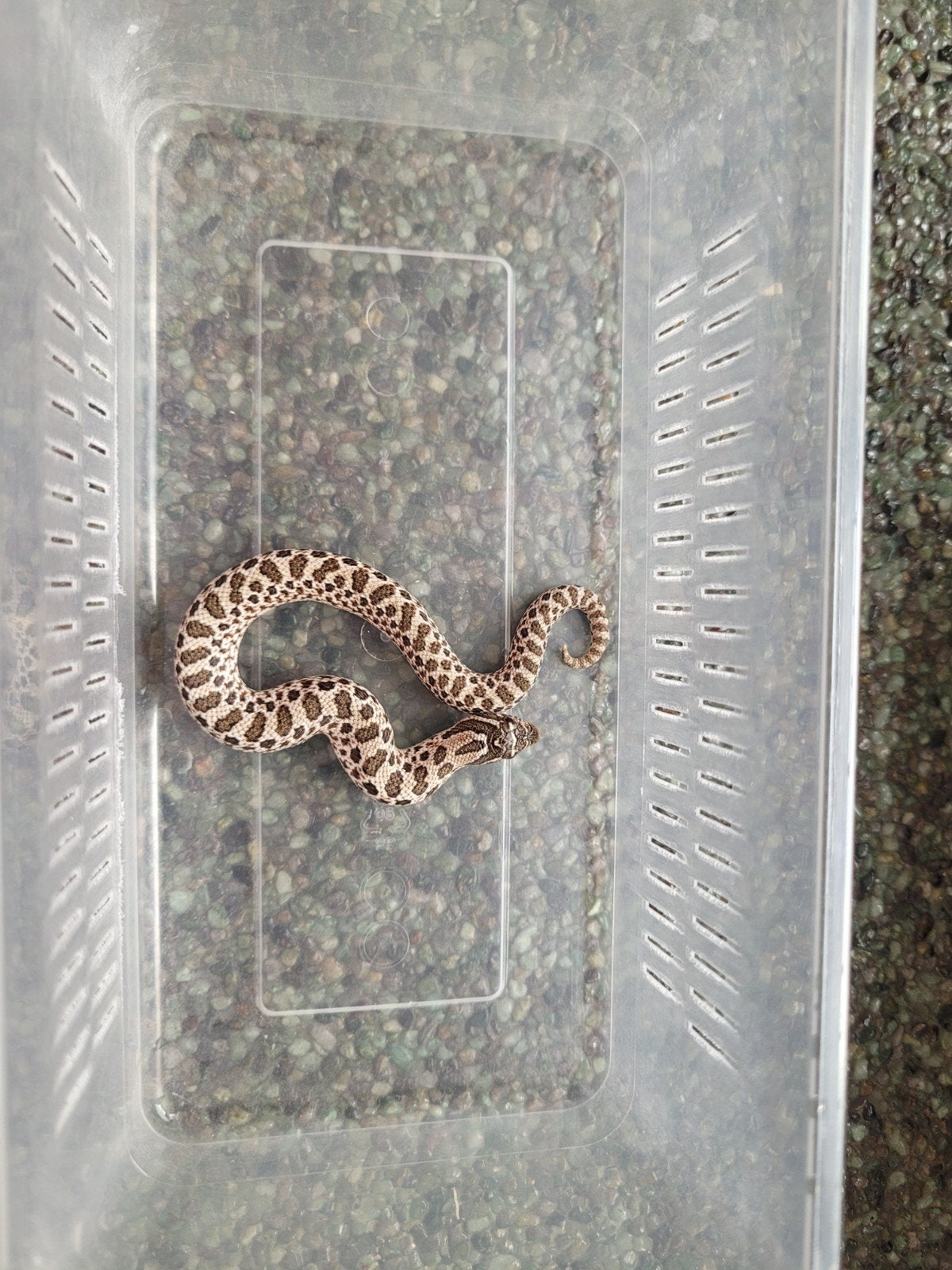 Heterodon Nasicus/haakneusslang Arctic vrouw, 0 tot 2 jaar