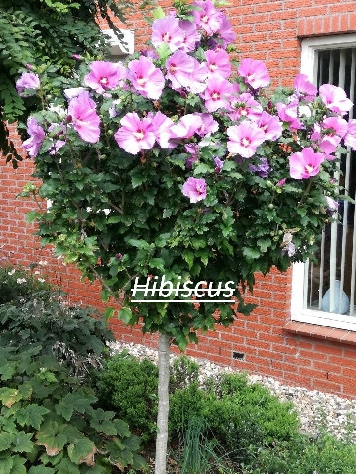 Vaste tuinplanten en struiken, Tuin en Terras, Ophalen, Vaste plant, Overige soorten, Volle zon