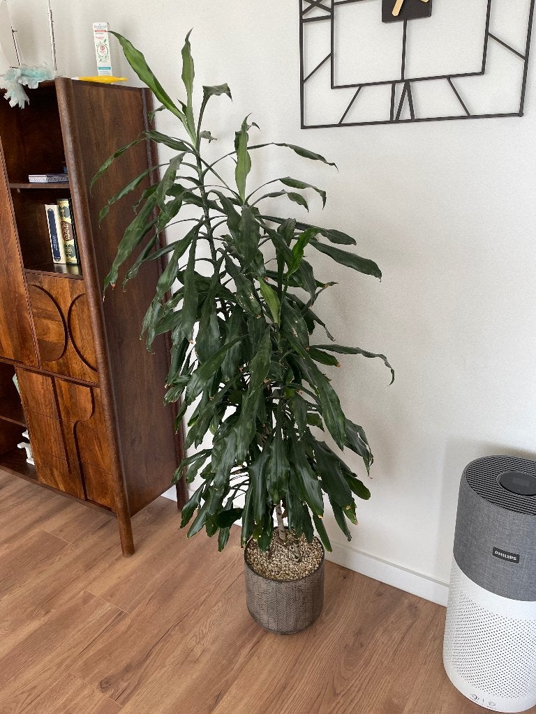 Hydroplant Dracaena Lind in pot met Vulcastrat (188cm hoog), Ophalen, Overige soorten, Halfschaduw, In pot