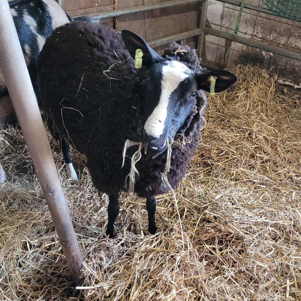 Zwartbles ooi, Dieren en Toebehoren, Vrouwelijk, Schaap