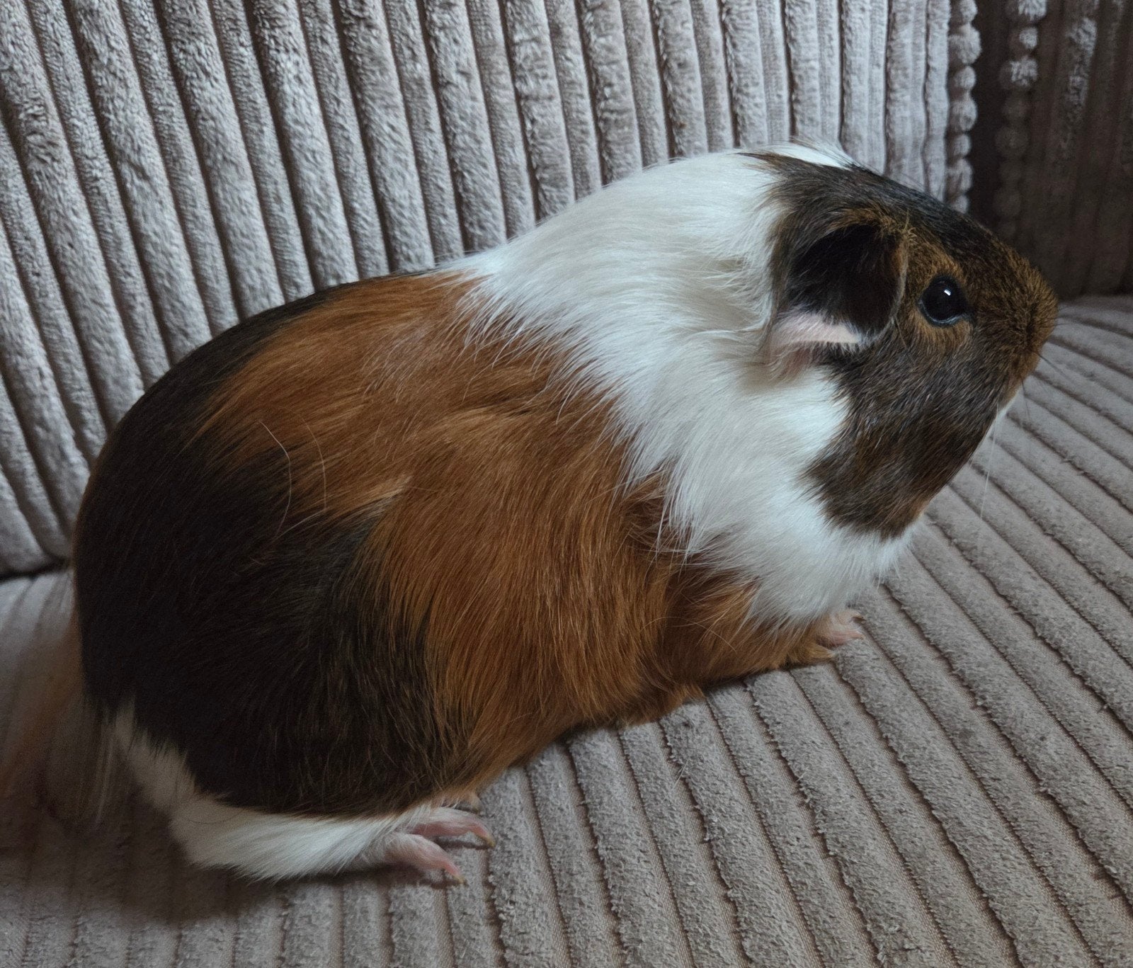 Cavia beertje beschikbaar met kooi 🥰, Januari, Mannelijk, Cavia