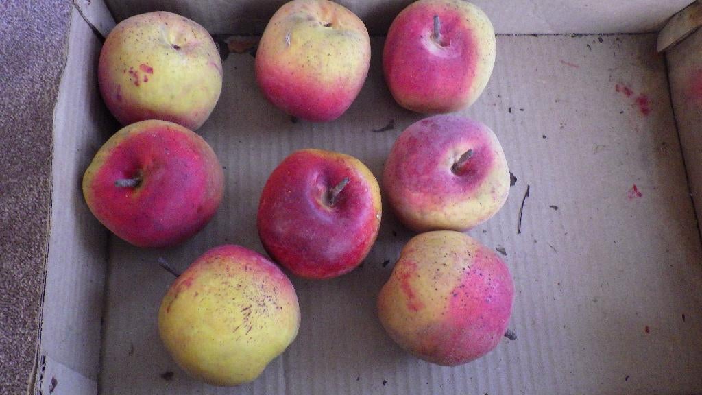 mooie appeltjes van kunststof, Ophalen of Verzenden, Overige typen