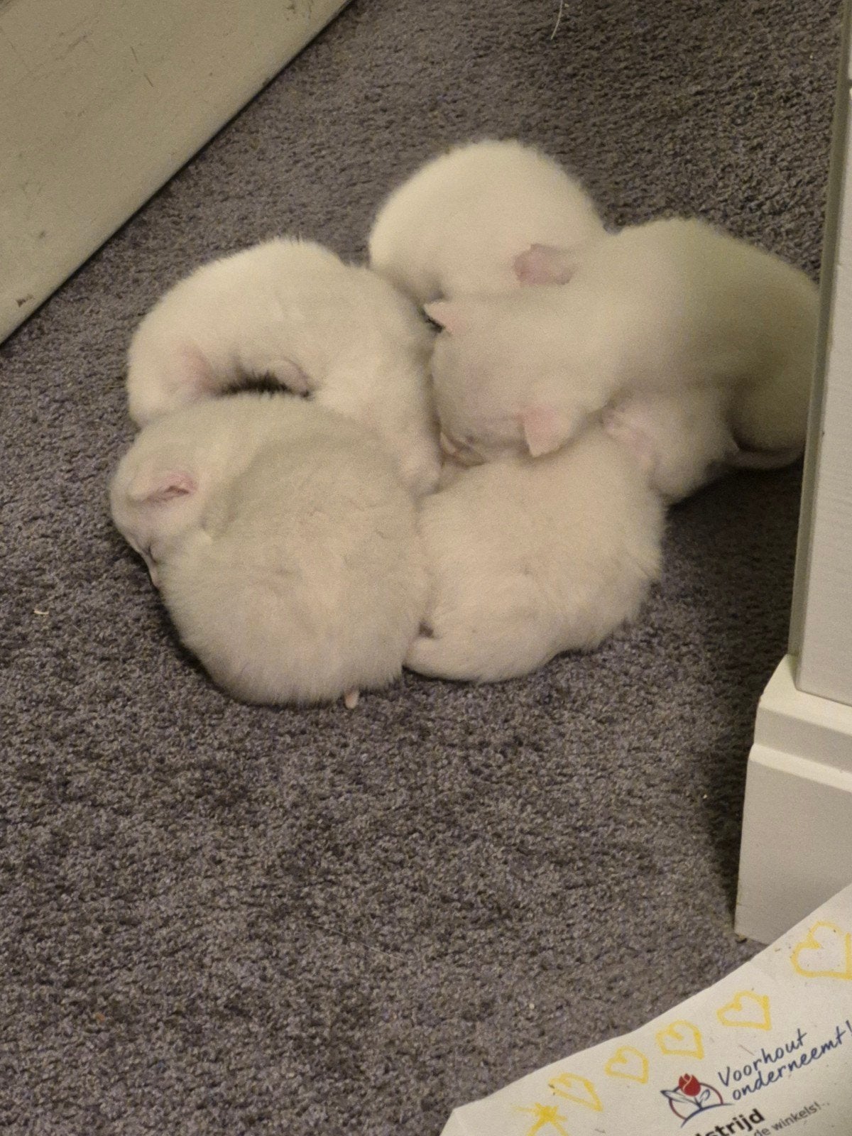 Lieve speelse kittens