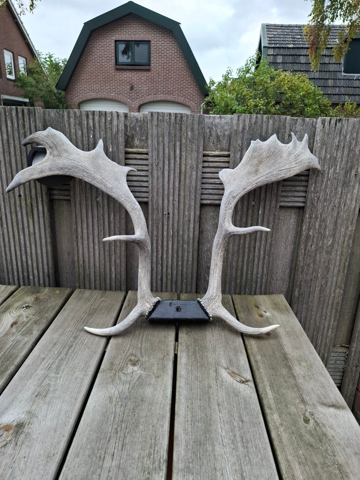 Prachtig Hertengewei - Lengte 51cm, Ophalen, Gebruikt, Hert, Gewei of Kop
