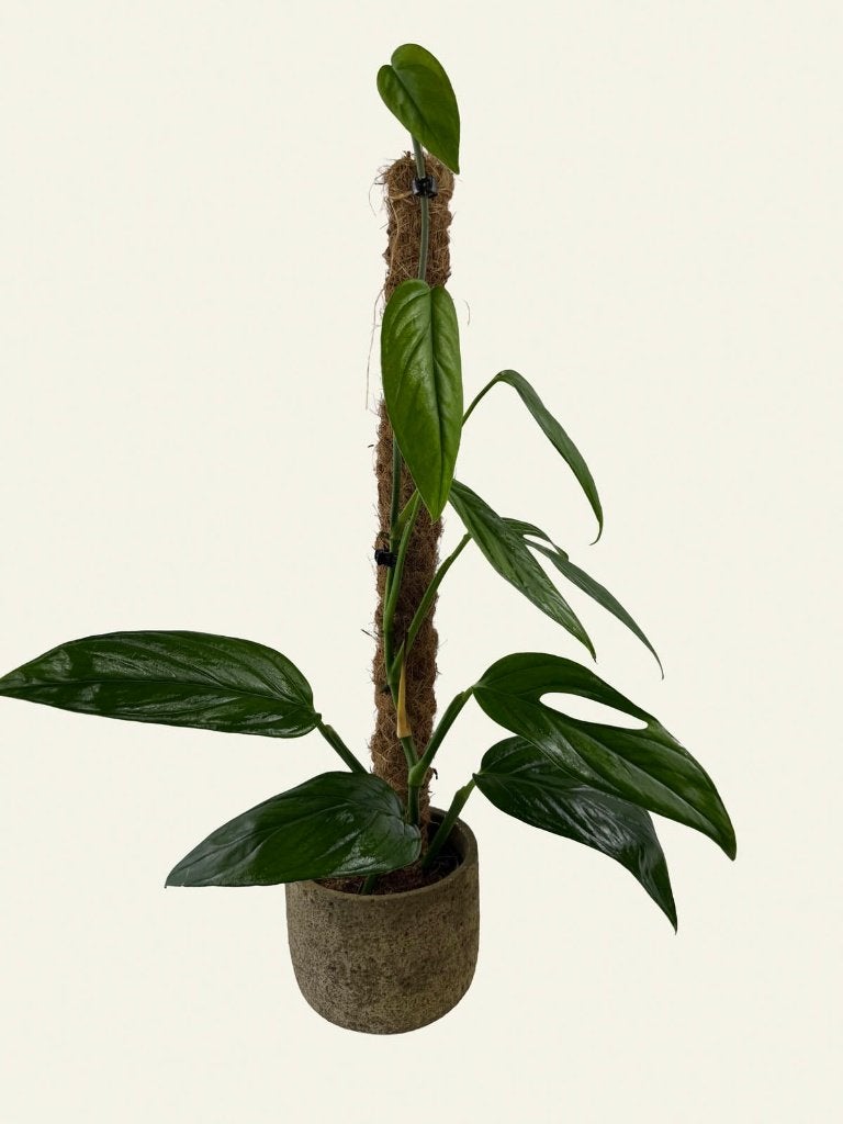 Monstera sp. Colombia, Ophalen of Verzenden, Halfschaduw, Minder dan 100 cm