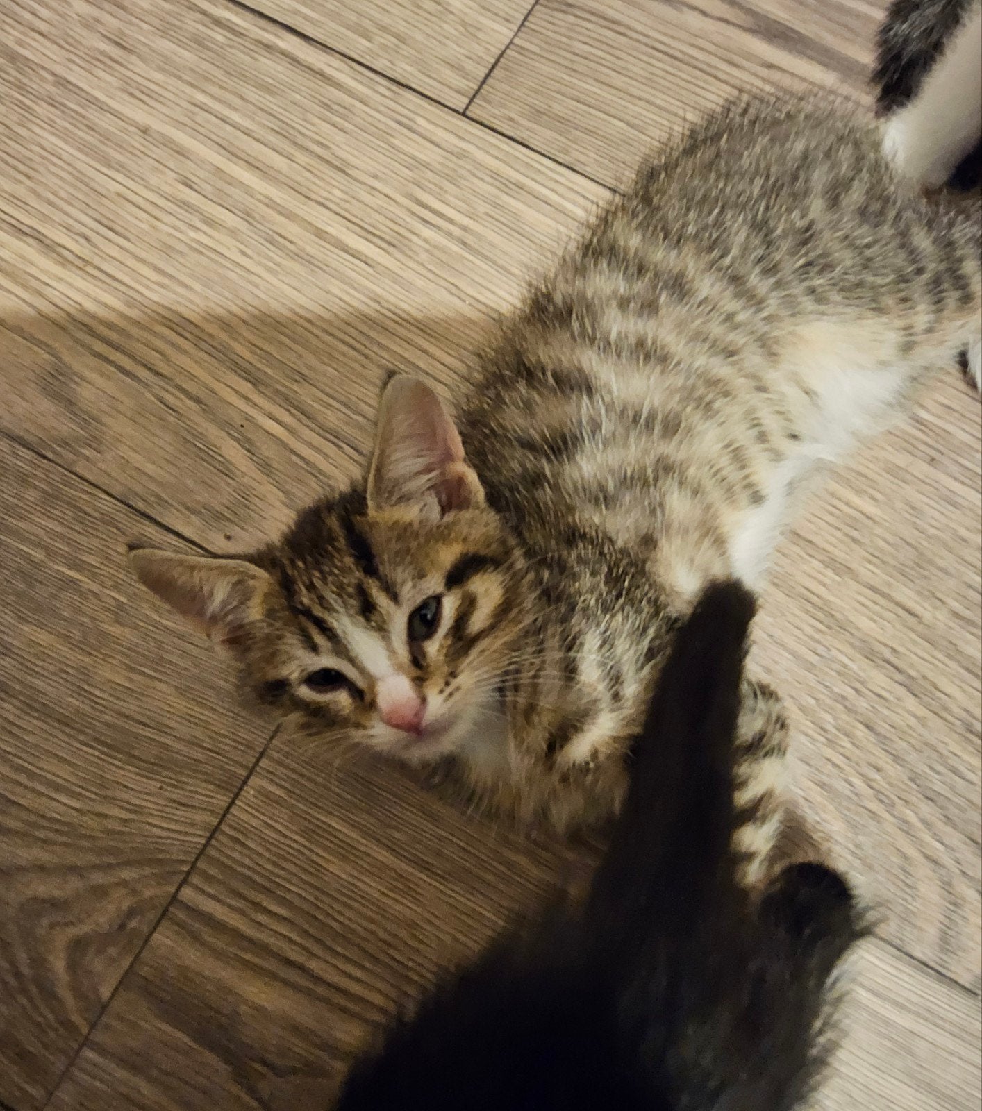 4 kittens, Meerdere dieren, 0 tot 2 jaar