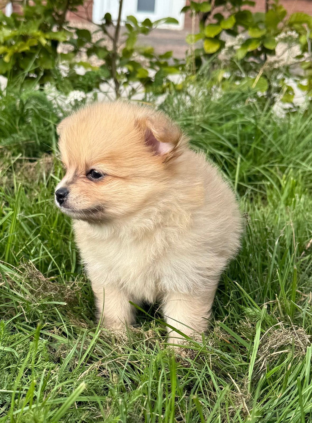 Pomchi pup❤️, CDV (hondenziekte), 8 tot 15 weken, Meerdere, Nederland