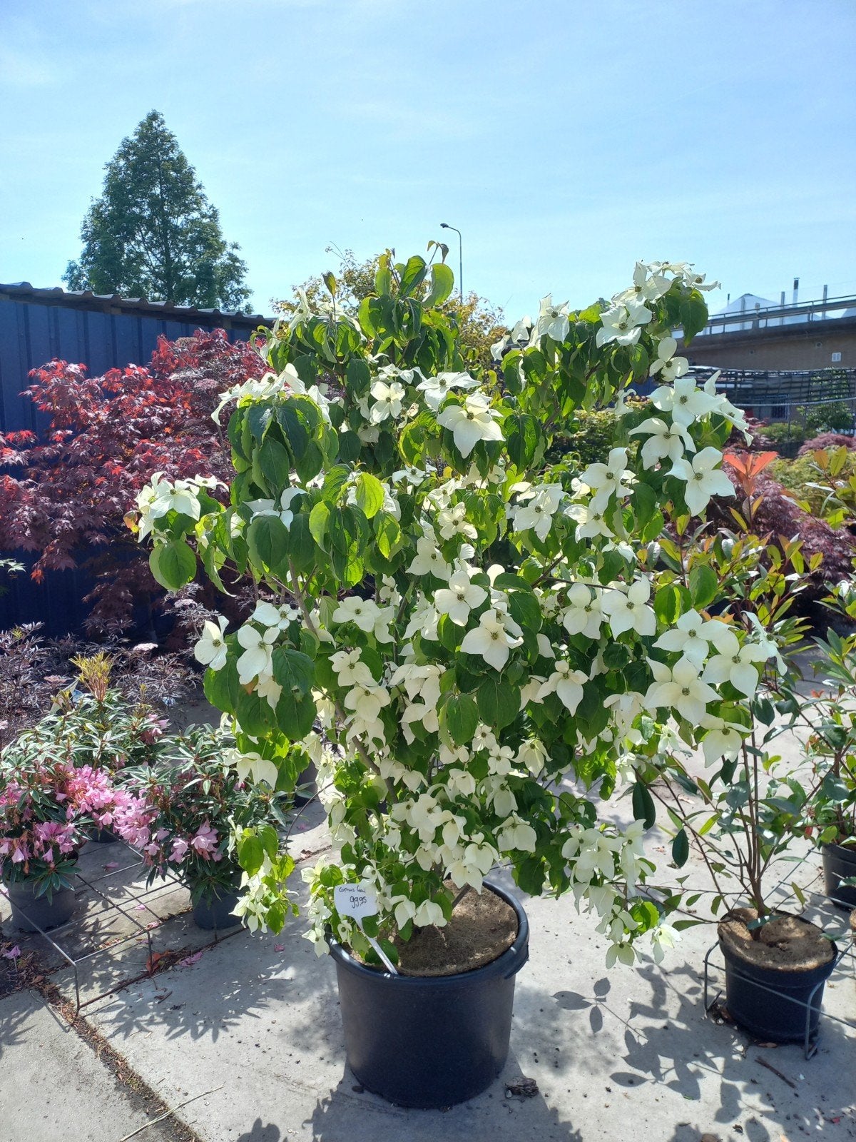 Cornus Kousa, Tuin en Terras, Planten | Bomen, Overige soorten, 100 tot 250 cm, Zomer, Ophalen