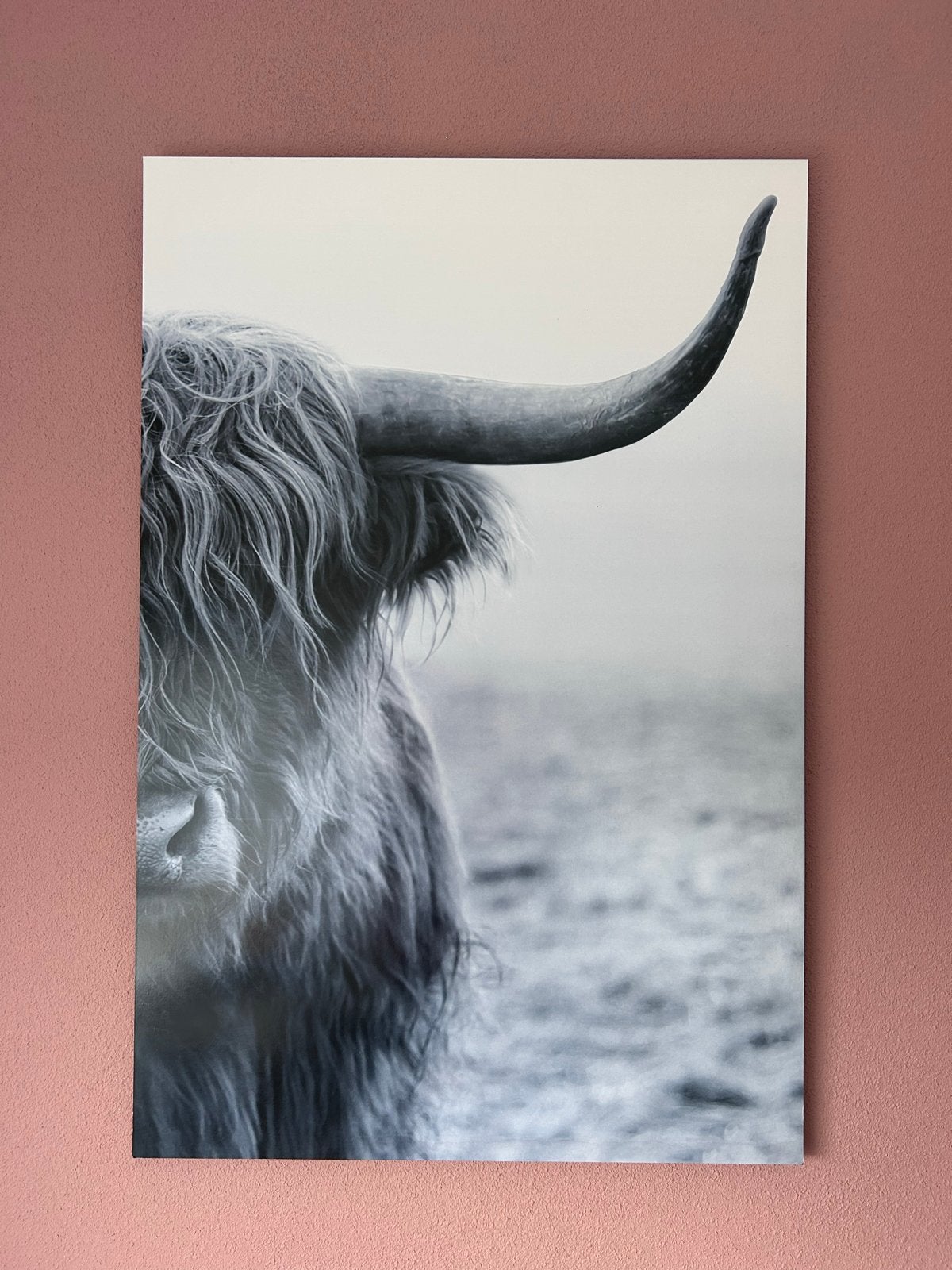 Schotse Hooglander zwart-wit print, Ophalen, Gebruikt, Print, 75 cm of meer