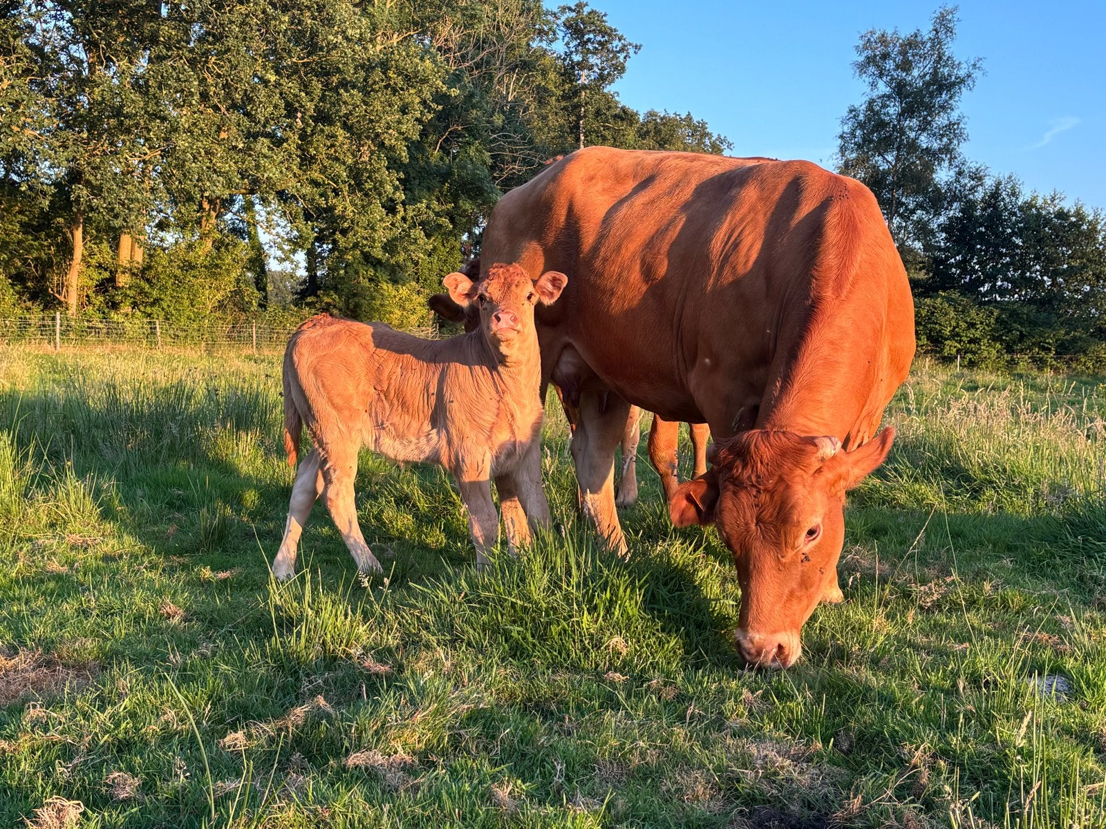 Limousin zoogstel, Dieren en Toebehoren, Runderen, Meerdere dieren, 0 tot 2 jaar