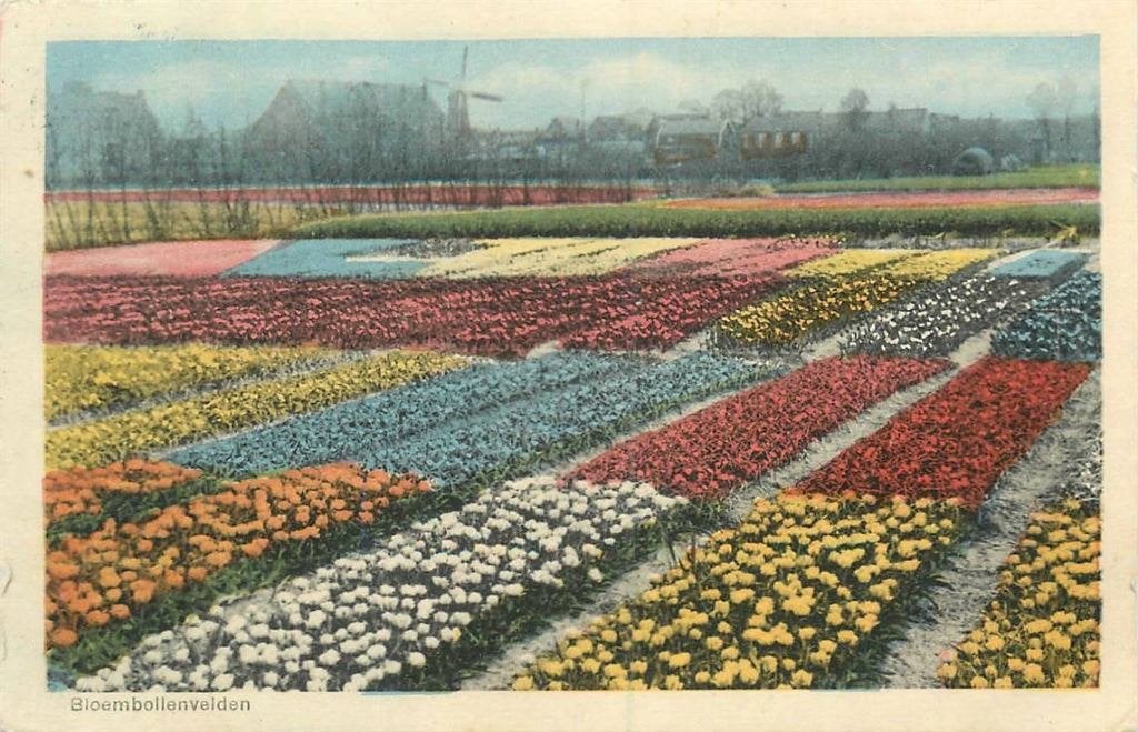 388-524-011 Bloembollenvelden, Verzenden, Voor 1920, Zuid-Holland