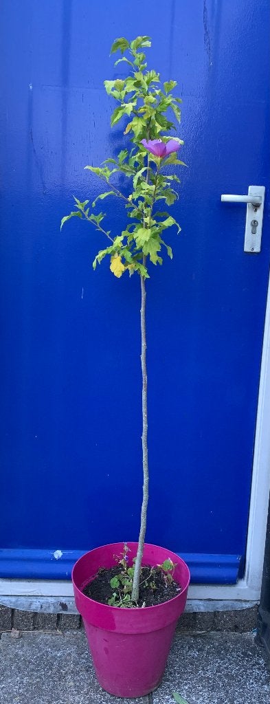 Hibiscus op stam, niet geënt., Ophalen, Overige soorten, 100 tot 250 cm