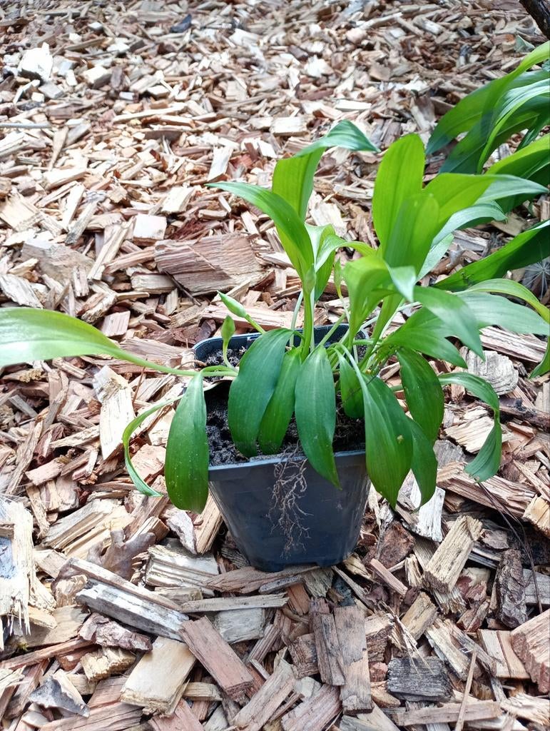 Daslook planten, Ophalen of Verzenden, Eenjarig, Overige soorten, Volle zon