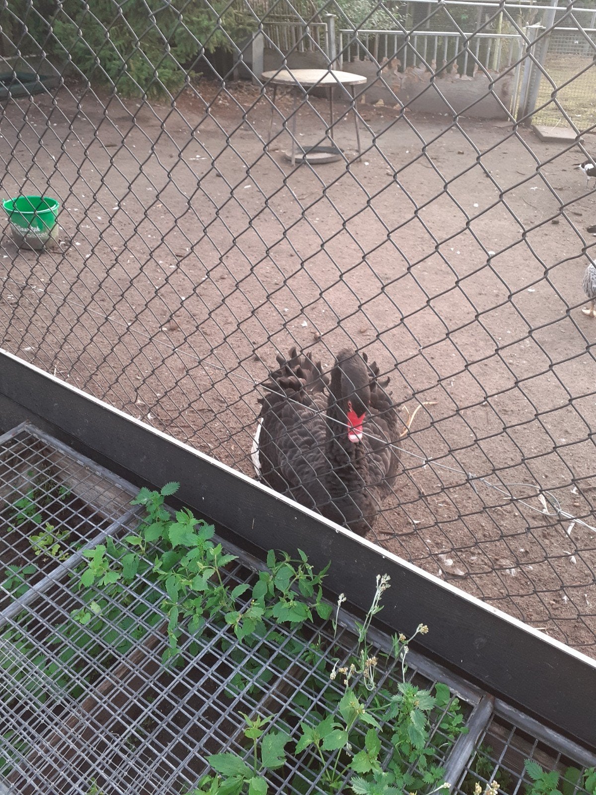 te koop  teelbare zwarte zwaan man, Meerdere dieren, Eend